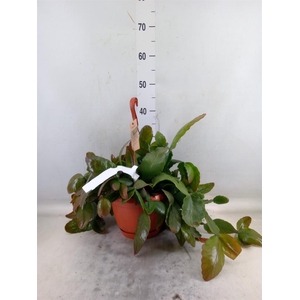 Rhipsalis   ...