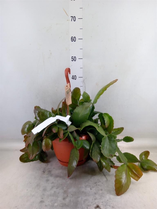 <h4>Rhipsalis   ...</h4>