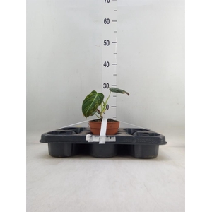 Philodendron melanochrysum