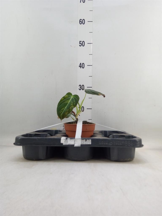 <h4>Philodendron melanochrysum</h4>