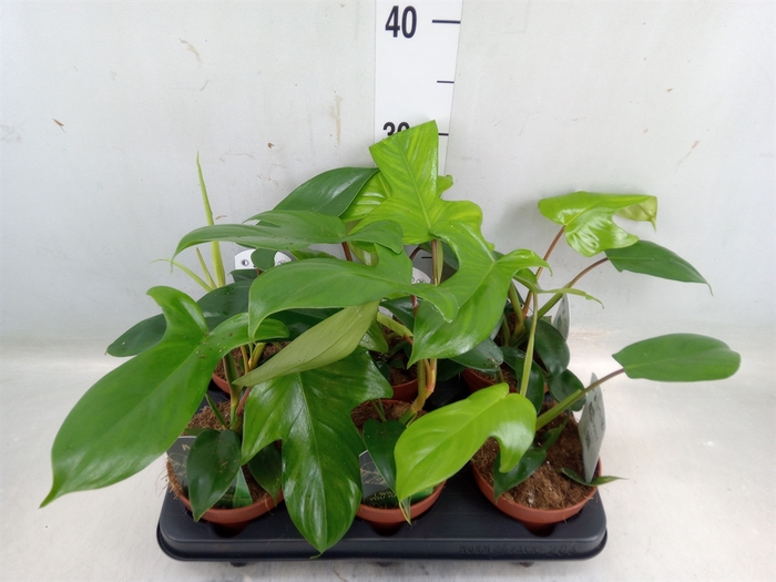 <h4>Philodendron   ...</h4>