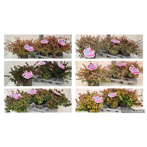 <h4>Abelia in Sorten 19T</h4>