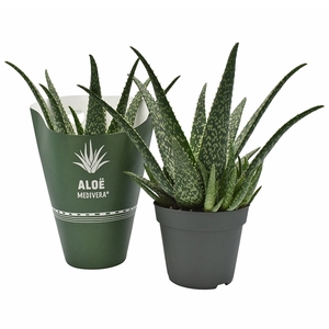 Aloe MEDIVERA® Tropical