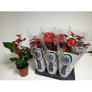 ANTHU A JAMBO RED 60 cm 5 Bloem