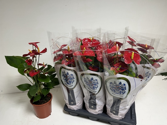 <h4>ANTHU A JAMBO RED 60 cm 5 Bloem</h4>