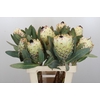 Protea Barbigera Ice Queen Air