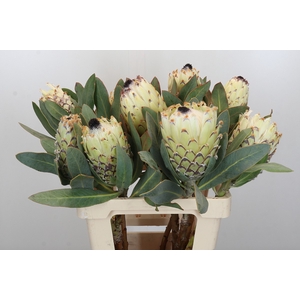 Protea Barbigera Ice Queen Air