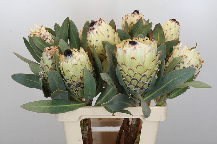 <h4>Protea Barbigera Ice Queen Air</h4>