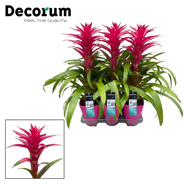 <h4>Guzmania Voila Luxe Keramiek (Decorum)</h4>