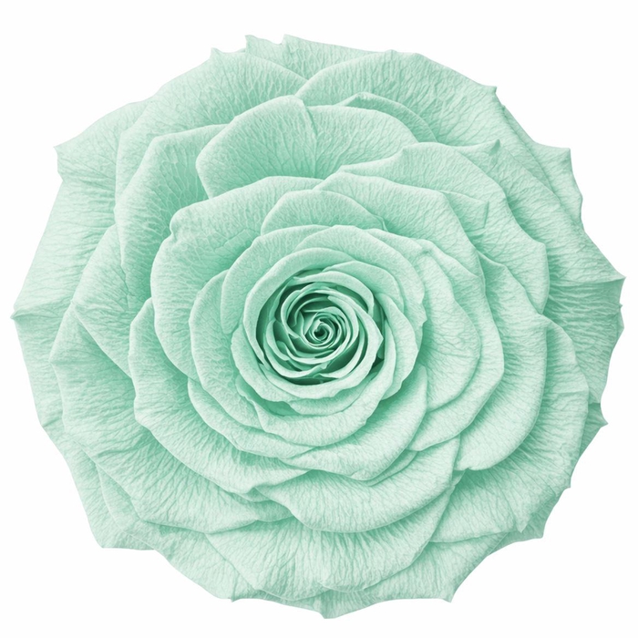 <h4>Ro Pres Xl Green Mint</h4>