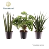 Kamerplanten gem. groen 3 soorten