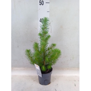 Pinus pinea 'Silver Crest'