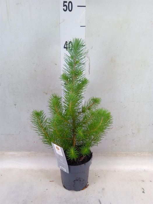 <h4>Pinus pinea 'Silver Crest'</h4>