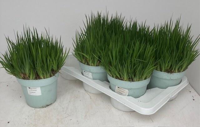 <h4>JUNC ENSIFOLIUS</h4>