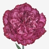 Dianthus St Bacarat Purple