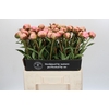 Paeonia Albert Crousse