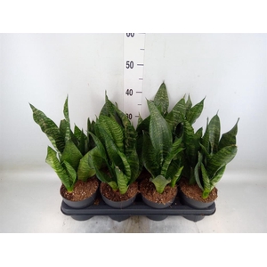Sansevieria zeylanica