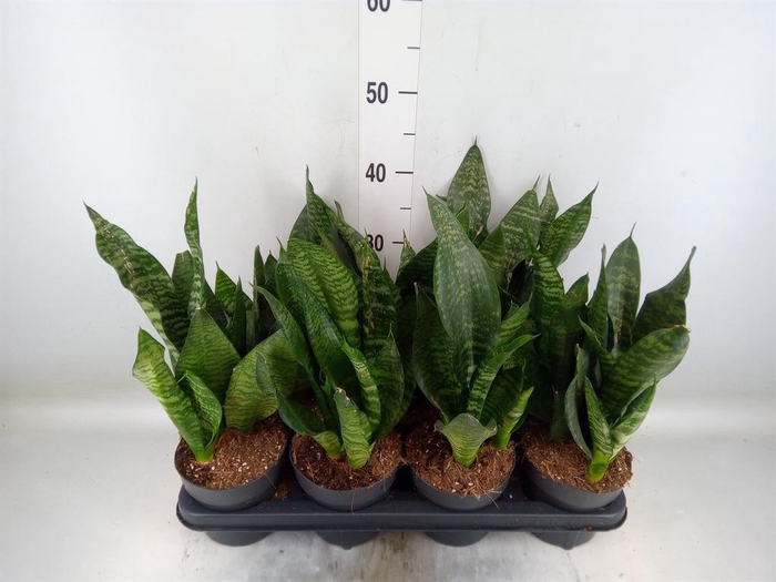 <h4>Sansevieria zeylanica</h4>