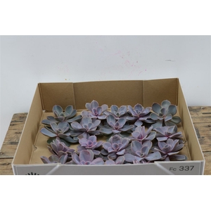 Echeveria Perle Van Nurnberg X20