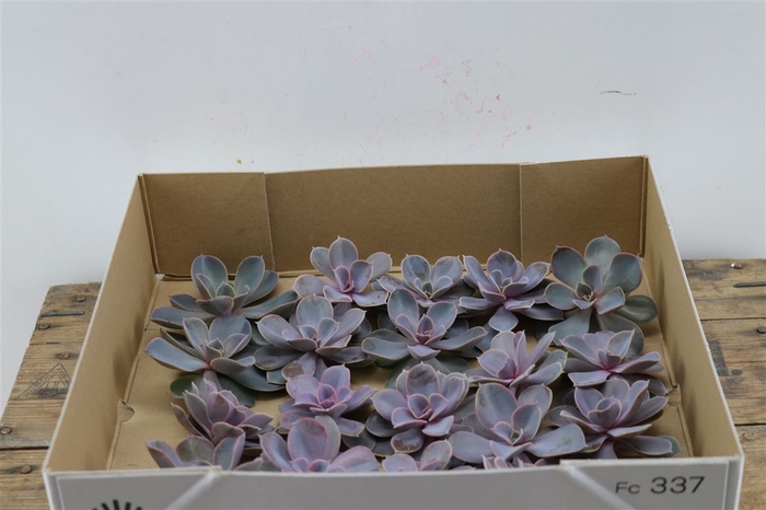 <h4>Echeveria Perle Van Nurnberg X20</h4>
