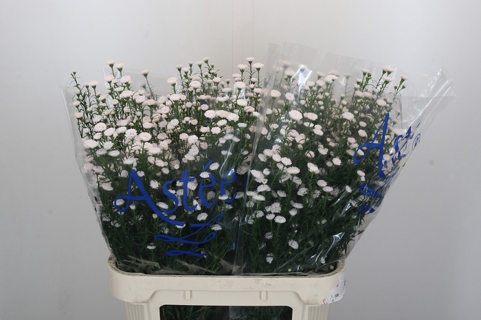 <h4>Aster White Gypsy</h4>