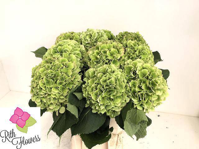 <h4>HYDR M CH VERENA CL</h4>