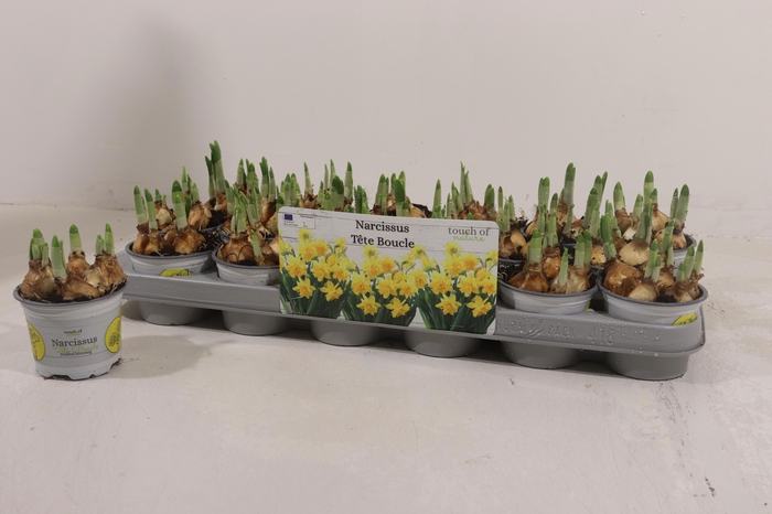 <h4>Narc D Tete Boucle</h4>