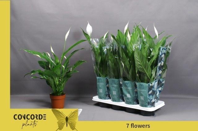 <h4>SPATH SWEET BENITO</h4>