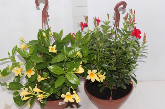 <h4>DIPLADENIA PICOLI C21 VARIADO</h4>