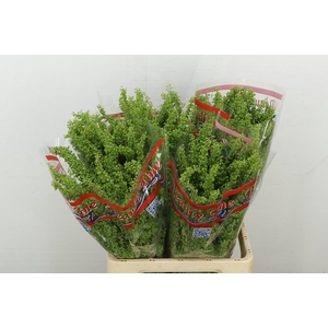 DEC Rumex Crisp Unicorn