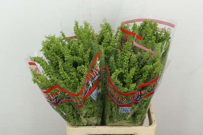 <h4>DEC Rumex Crisp Unicorn</h4>