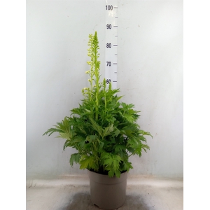 Delphinium   ...