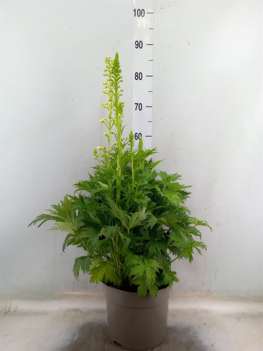 <h4>Delphinium   ...</h4>