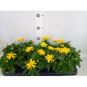 Euryops  'Sonnenschein'