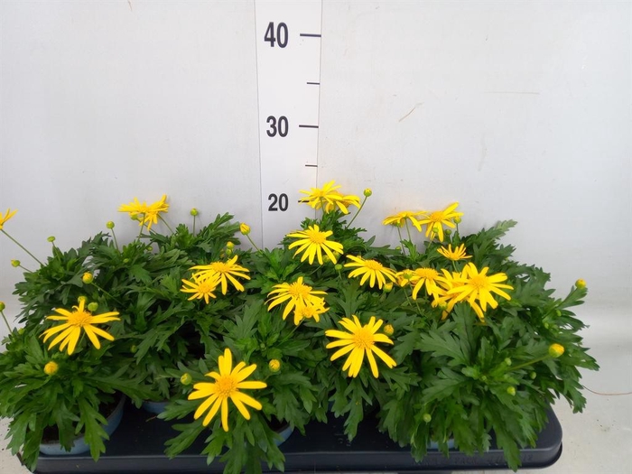 <h4>Euryops  'Sonnenschein'</h4>