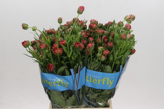 <h4>Ranunculus Butterfly Musa</h4>