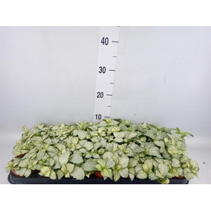 Fittonia  'Mosaic Snow Anne'