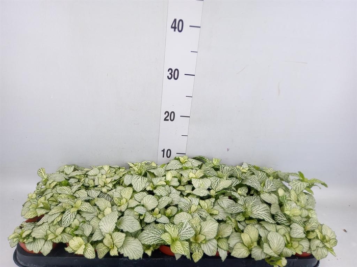 <h4>Fittonia  'Mosaic Snow Anne'</h4>