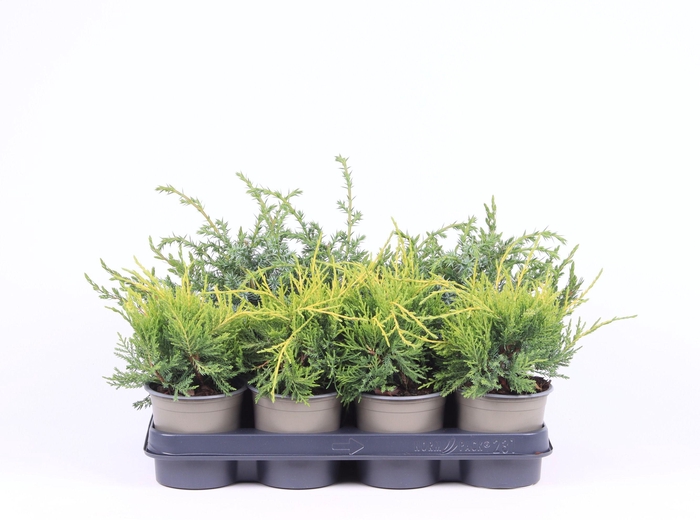 <h4>Juniperus gemengde bak</h4>