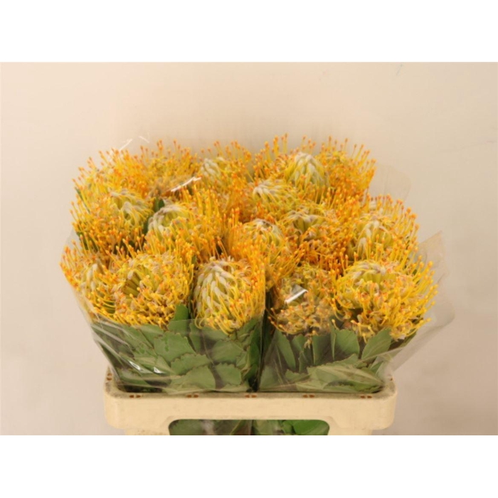 <h4>Leuco Yellowball</h4>