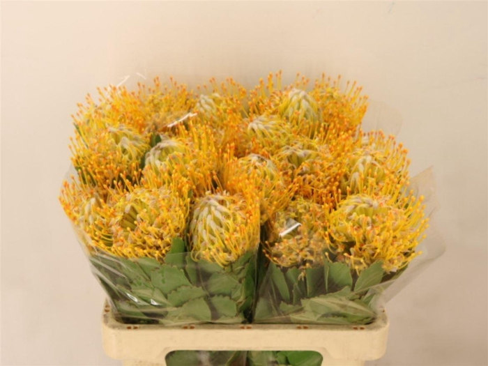 <h4>Leuco Yellowball</h4>