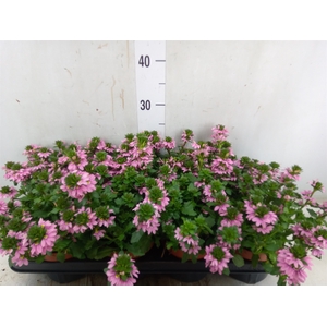 Scaevola  'Surdiva Pink Blue'