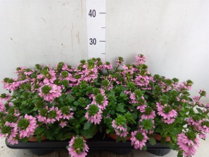 <h4>Scaevola  'Surdiva Pink Blue'</h4>