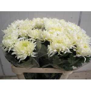 CHR G LOUIS GERM WHI