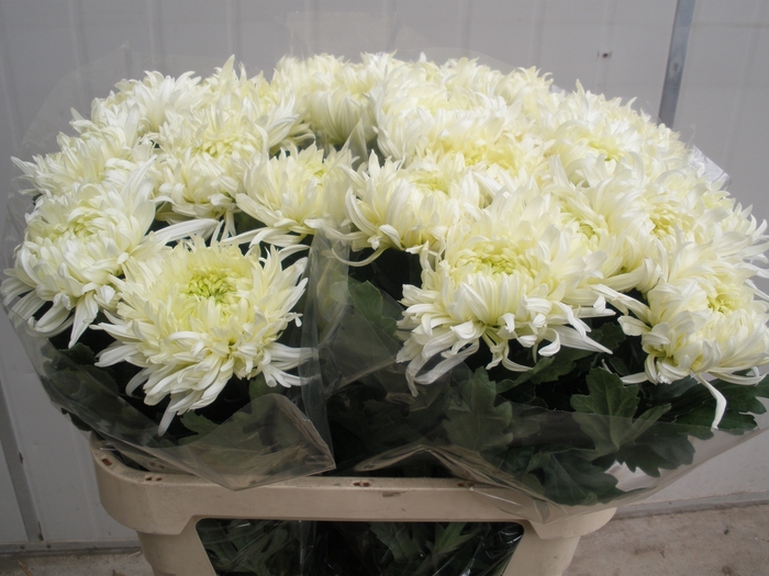 <h4>CHR G LOUIS GERM WHI</h4>