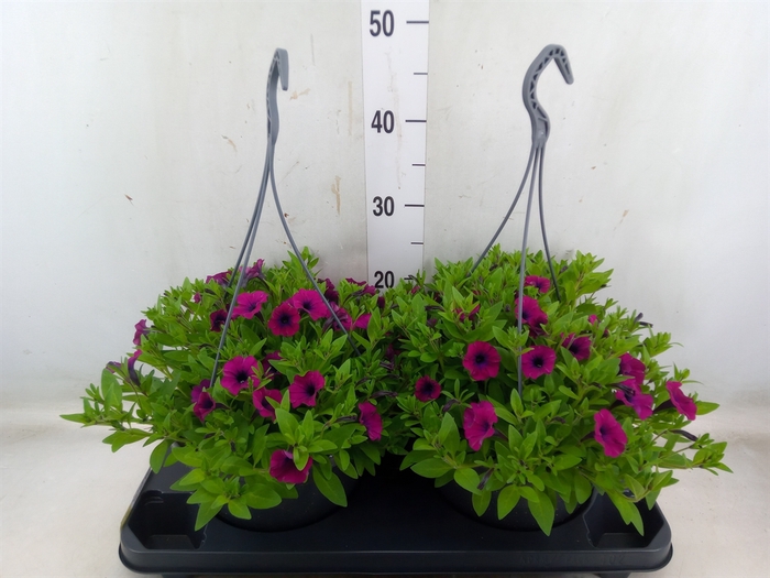 <h4>Petunia  'Tiny Tunia'   ...mix</h4>