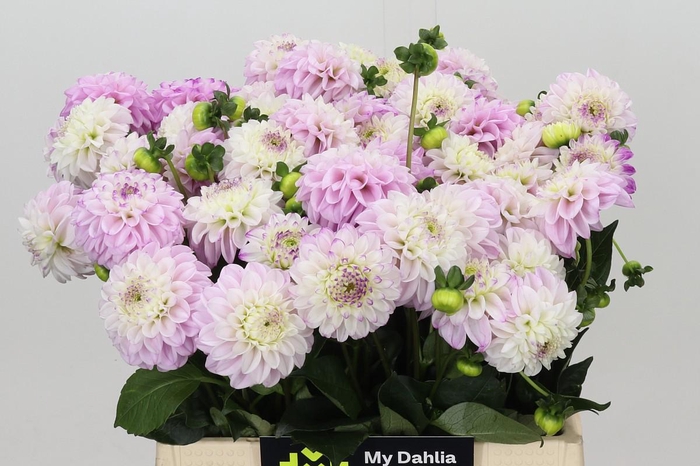 Dahlia Genova