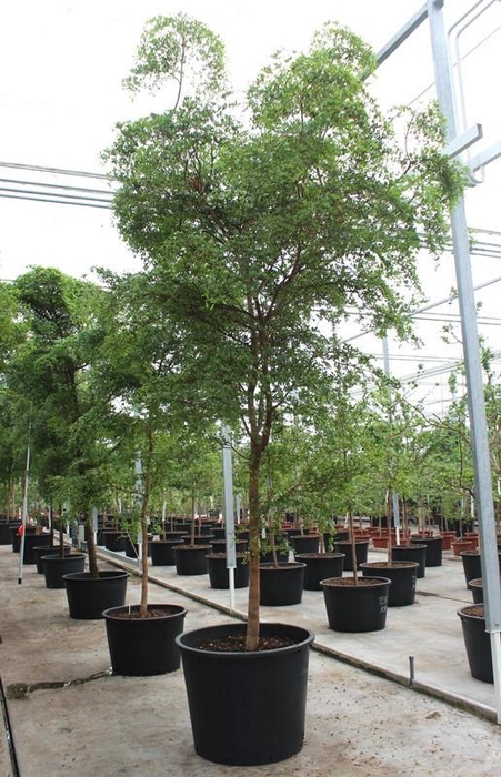 <h4>Bucida buceras</h4>