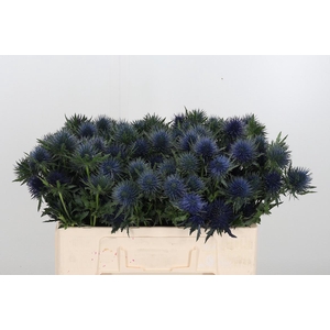 Eryng Magnetar Qstar