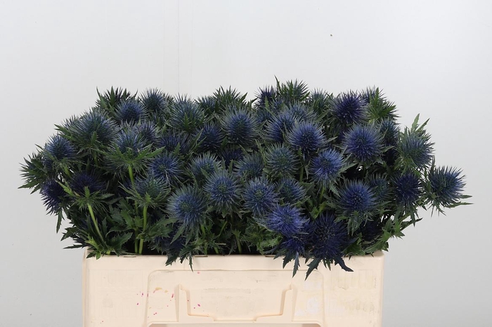 <h4>Eryng Magnetar Qstar</h4>